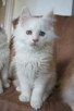 śliczne kocięta MAINE COON - 3
