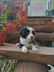 Suczka Border collie czarno-biała z rodowodem z domowej hodo - 5