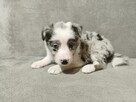 Suczka Border collie blue merle z rodowodem z domowej hodowl - 3