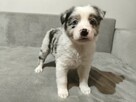 Suczka Border collie blue merle z rodowodem z domowej hodowl - 4