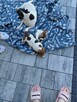 Jack russell terrier - 2