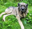 MATYLDA - piękna sunia w typie kaukaza szuka dobrego domu - 3