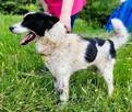 TAKO - piękny, kochany psiak szuka najlepszego domu - 2