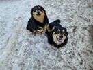 Dwa psiaki poszukują nowego domu!! - 6