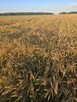 Sprzedam jęczmień ozimy 2026. pasza - 3