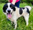 TAKO - piękny, kochany psiak szuka najlepszego domu