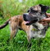 BOGUŚ - piękny i mądry psiak szuka super domu - 3
