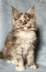 Maine Coon kotka rodowód Fpl - 5