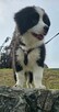 Szczeniaki Border Collie ZKwP- Gotowe do zmiany domku - 14