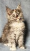 Maine Coon kotka rodowód Fpl - 2