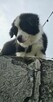 Szczeniaki Border Collie ZKwP- Gotowe do zmiany domku - 13