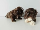*** Shih Tzu Prześliczne Maluszki Po Malutkich Rodzic - 4