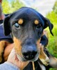 FIGARO - niewidomy psiak za kratami schroniska, ADOPTUJ! - 2