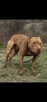 Szczenięta American Pit Bull Terrier - 9