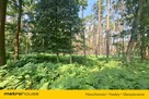 Działka 2,8ha w Dolinie Baryczy Wilkowo - 3