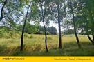 Działka 2,8ha w Dolinie Baryczy Wilkowo - 4