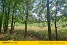 Działka 2,8ha w Dolinie Baryczy Wilkowo - 8