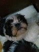 pieski Shih Tzu 3 chłopcow