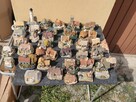 Figurki ręcznie robione z wielkiej Brytanii - 7