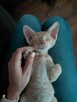 Kociaki do adopcji - 2