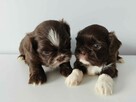 *** Shih Tzu Prześliczne Maluszki Po Malutkich Rodzic