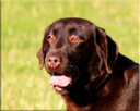 Labrador Retriever czekoladowa dorosła suka FCI ZKWP - 2