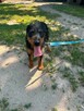 Spinka młodziutka terrierka niemiecka czeka na dom Kozienice