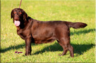 Labrador Retriever czekoladowa dorosła suka FCI ZKWP