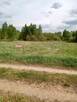 2300m2 Ploski działka budowl WZ wąska13m długa184m 666726744 - 8