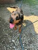 Spinka młodziutka terrierka niemiecka czeka na dom Kozienice - 4