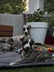 Whippet szczenięta ZKwP/FCI - 9