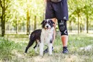 Nikodem-czarno-biały kudłaty, młody piesek do adopcji