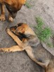 Cudowne szczeniaczki szukają swoich najlepszych przyjaciół - 4