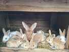 Króliki mieszańce młodzież po Srokaczach i Burgundzkich - 4
