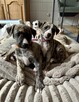 Whippet szczenięta ZKwP/FCI - 2