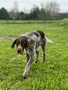Młody psiak uwielbiający ludzi spacery i zabawa czeka na dom - 9