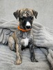 Whippet szczenięta ZKwP/FCI - 3