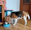 Petsitter profesjonalna opieka nad zwierzętami - 3