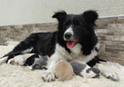 Border Collie - Pies maści EE-RED, dokumenty hod, badania ro - 8