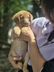 Latte -szczeniak/piesek do odpowiedzialnej adopcji - 7