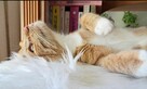 Petsitter profesjonalna opieka nad zwierzętami - 2