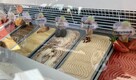 Przyczepa gastronomiczna do lodów, mobilna lodziarnia, food - 13