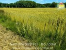 Działka rolna Studzieniec gm. Puszcza Mariańska - 4