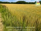 Działka rolna Studzieniec gm. Puszcza Mariańska - 6