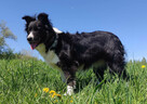 Border Collie - Pies maści EE-RED, dokumenty hod, badania ro - 6
