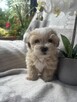 Maltipoo F1 piesek