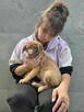 Latte -szczeniak/piesek do odpowiedzialnej adopcji - 6