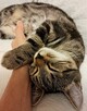 Petsitter profesjonalna opieka nad zwierzętami - 5