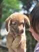 Latte -szczeniak/piesek do odpowiedzialnej adopcji - 5