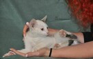 Fifi - 4
